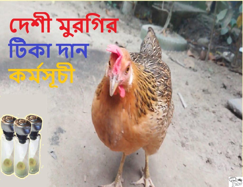 Poultry vaccination schedules in Bangladesh - Agroforestry Info