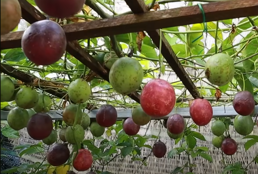 passion-fruit-cultivation-agroforestry-info