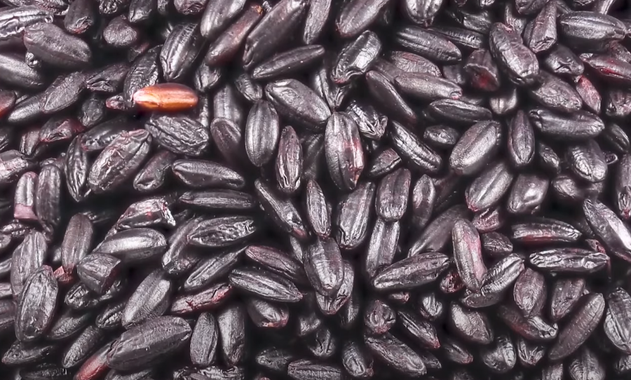 Black rice in Bangladesh - Agroforestry Info